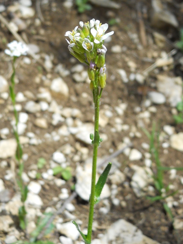 Fiore bianco 3 - Arabis sp.